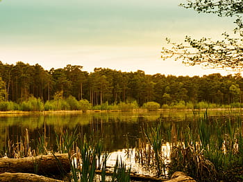 large, calm, body, water, forest, reflection, photography, trees, near, nature, swamp