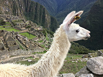 béžový, hnědý, beton, budov, lama, Machu Picchu, Peru, picchu, machu, inka, hora