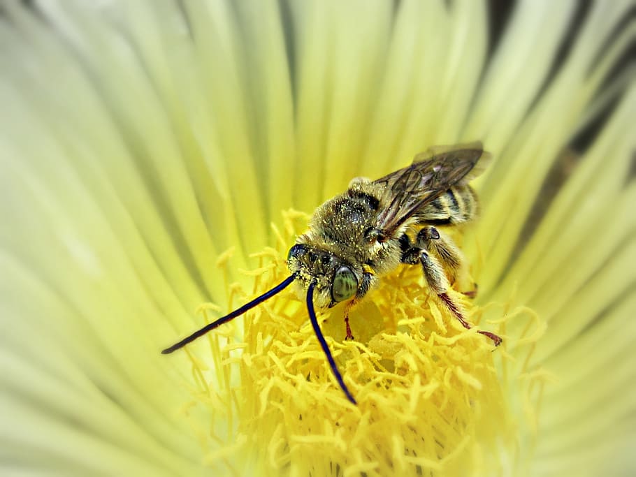 abeille, insecte, guêpe, animal, jaune, punaise, voler, fleur, piquer, Naturel, sauvage