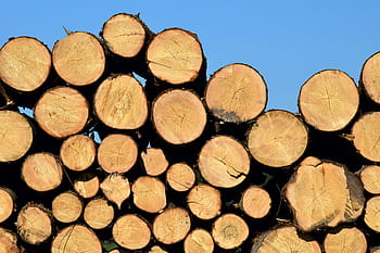 pile, tree log lot, background, firewood, tribe, section, log, stack, wood, storage, like