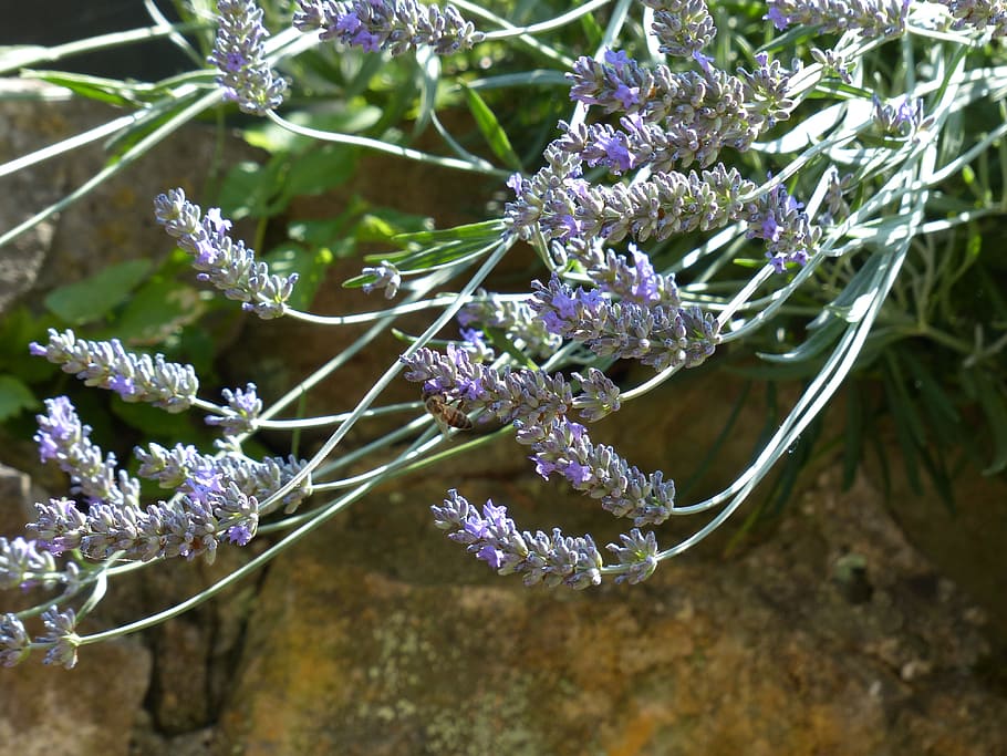 Lavender, Flowers, Insect, lavender flowers, helllila, light purple, inflorescence, true lavender, narrow leaf lavender, lavandula angustifolia, lavandula officinalis