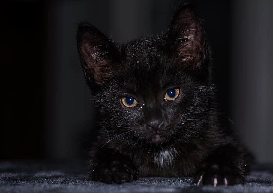 Cat, Cat, Kitten, baby cat, cat baby, young cat, cat, adidas, snuggle, cute, animal, cat family