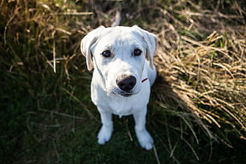 Labrador Welpe, sitzt, Sonnenschein, landabwärts, Labrador, Hündchen, Kent, England, Natur, Tiere, Hund