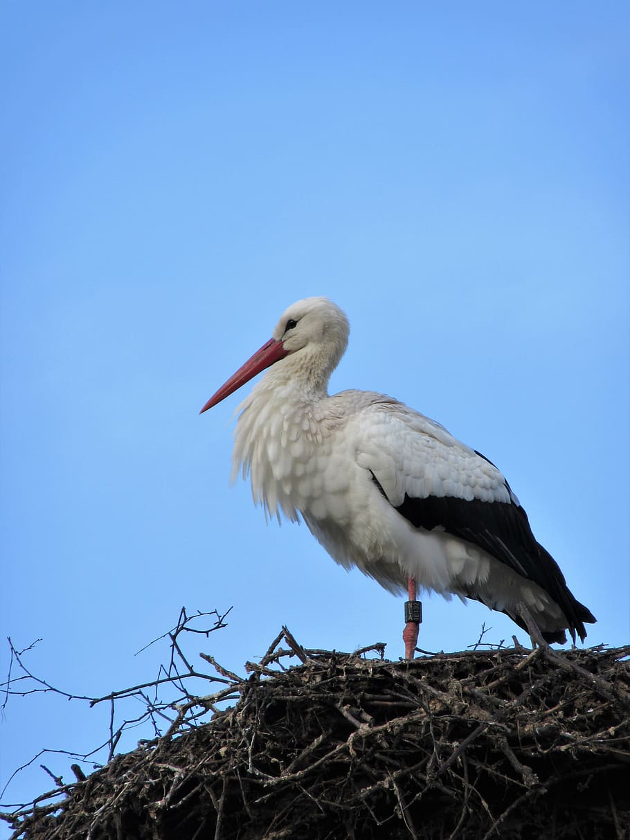 čáp, pták, hnízdo, živočišného světa, Příroda, peří, nebe, zvíře, ciconia ciconia