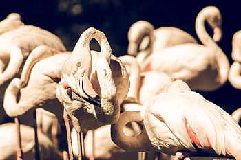 waterbird, bird, animal, water