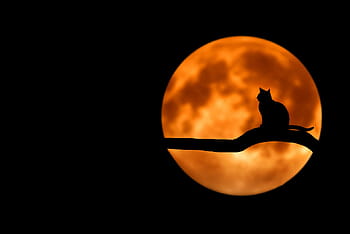 silhouette, cat, tree branch, amazing, beautiful, breathtaking, clouds, color, couple, evening, exciting