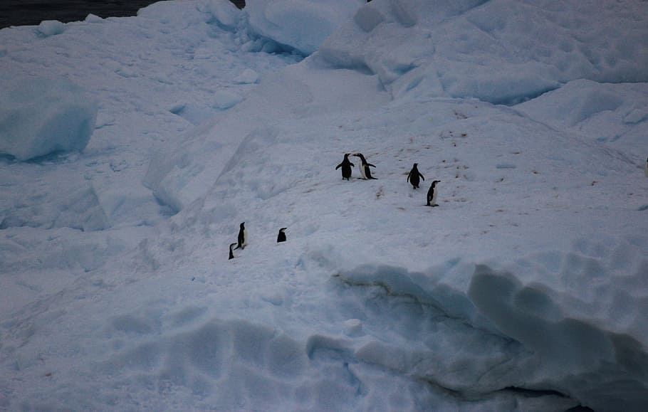 penguins, antarctica, penguin, animals, bird, cold, wildlife, water, ice, sea, winter