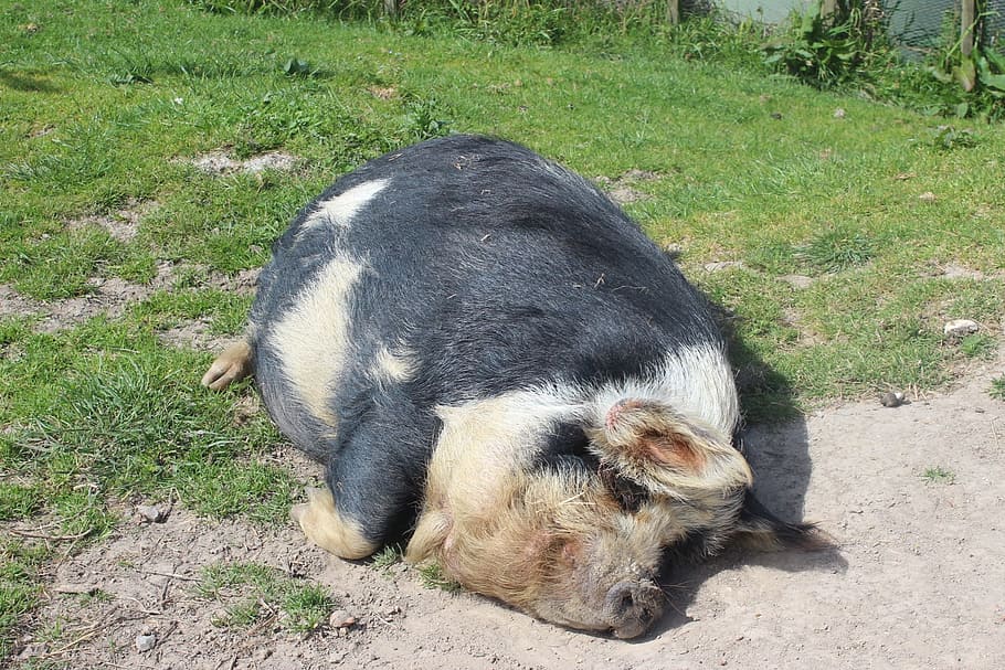 prase, zvíře, líný, hospodařit, domácí, Příroda, zemědělství, hospodářských zvířat, domácí zvíře, prasátko