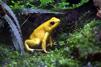 jaune, la grenouille, vert, surface, les plantes, toxique, Pays-Bas, enceinte, zoo, forêt, la nature