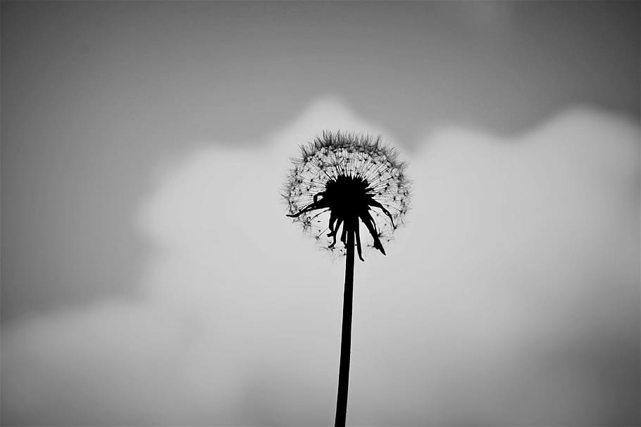 dandelion, alone, black and white, flower, nature, summer, green, spring, one, plant, grass