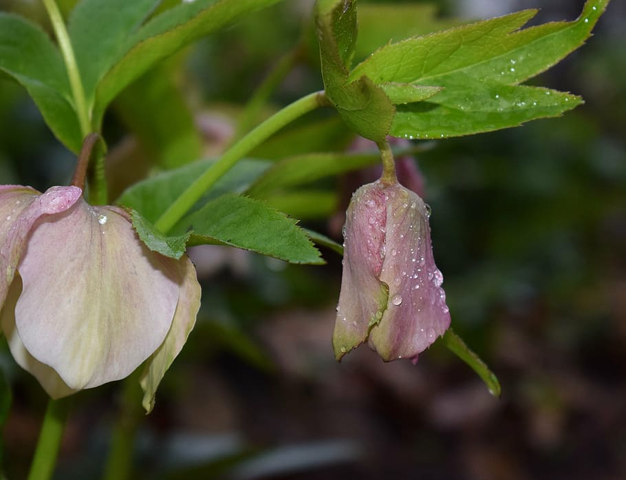 pink hellebore with raindrops, pink lenten rose, lenten rose, bud, flower, blossom, bloom, hellebore, garden, plant, nature