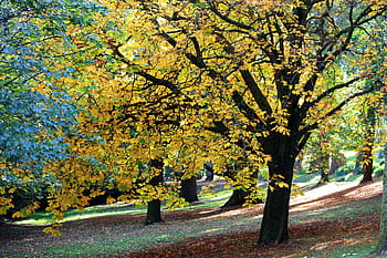 yellow, green, leaf tree, autumn, fall, nature, leaf, season, tree, park, foliage