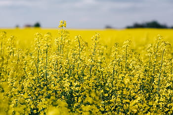 菜の花畑、 日当たりの良い、 日、 レイプ、 フィールド、 晴れた日、 夏、 花、 黄色、 背景、 自然