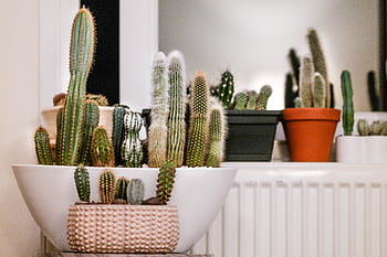 cactus, plantes d'intérieur, plante d'appartement, plante, vert, succulent, épine, intérieur, décoration, épineux, décoratif