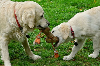 two, dog, biting, brown, bone toy, surrounding, grass field, dogs, golden retriever, playing dogs, pet photography