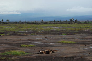climate crisis, climate change, amboseli, kenya, nature, wilderness, conservation, drought, skeleton, bones, skull