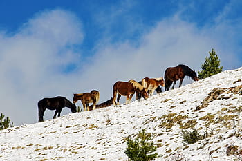 campotosto, l'aquila, abruzzo, Itálie, národní park abruzzo, gran sasso, apeniny, hora, sníh, zimní, koně