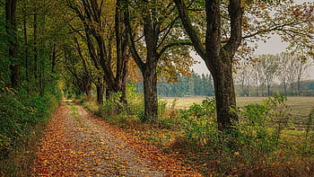 pathway between trees, away, avenue, trees, forest, nature, tree lined avenue, walk, mood, trail, autumn
