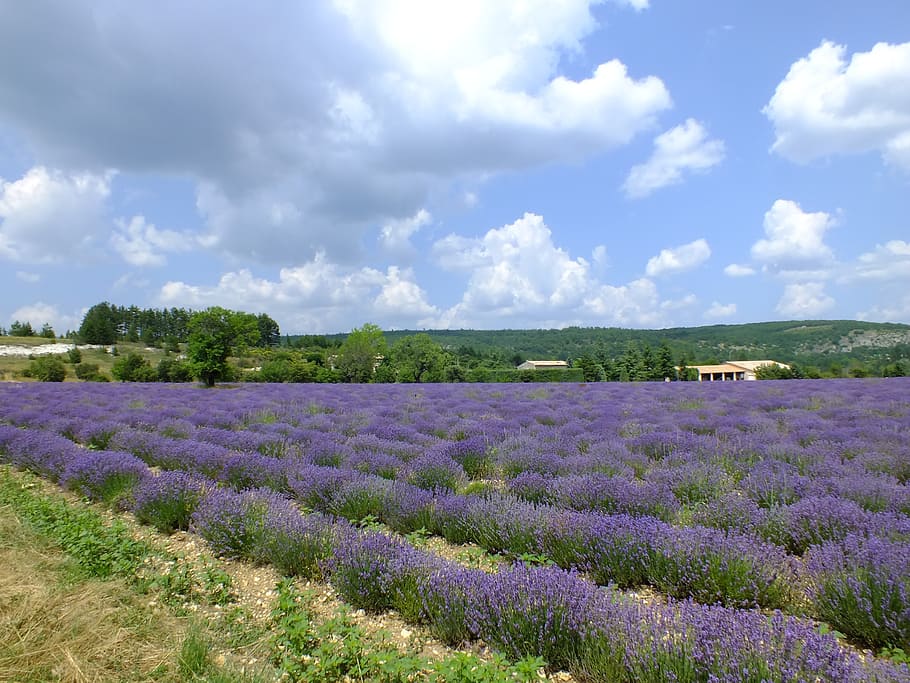 kvetoucí, levandule, pole, během dne, provence, Francie, levandulové květy, nachový, pravá levandule, Příroda, květ