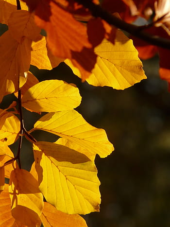 hnědé listy, buk, fagus sylvatica, fagus, listnatý strom, zlatý podzim, zlatý říjen, podzim, říjen, les, listy