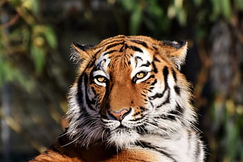 selektivní, zaostřovací fotografie, tygr, sibiřský tigr, tygr hlavu, kočka, dravec, šelmy, divoká kočka, velká kočka, nebezpečný