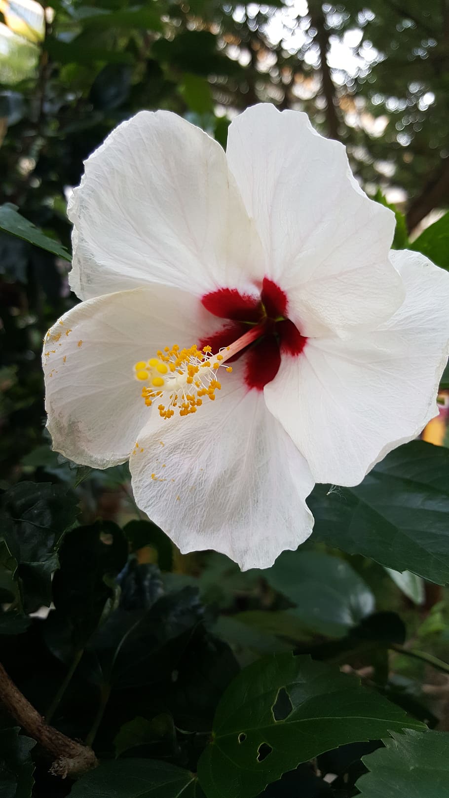 hibiscus, white, flower, plant, tropical, nature, floral, leaf, summer, blossom, green