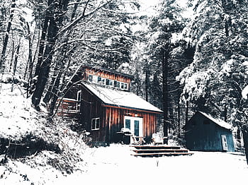 brun, tre, hus, omgitt, grønn, snødekt, trær, hvit, ved siden av, inter, snø