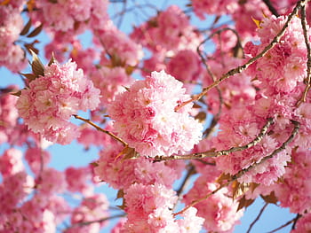 rose, Cerise, fleur, arbre, Floraison, fleur de cerisier, cerise japonaise, odeur, cerisier japonais, cerisier d'ornement, printemps