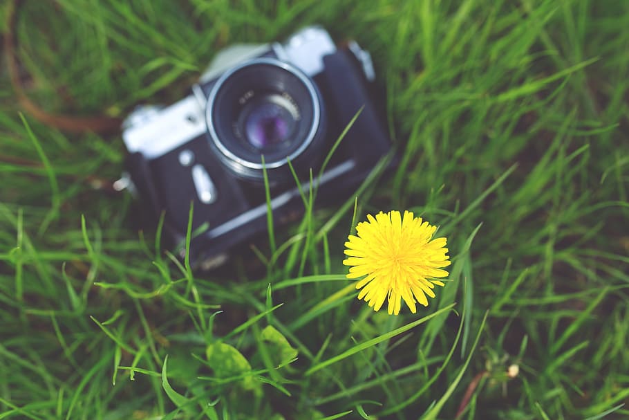 selektivní, zaostřovací fotografie, žlutá, pampeliška, vedle, Černá, milc fotoaparát, tráva, Fotoaparát, starý, zenit