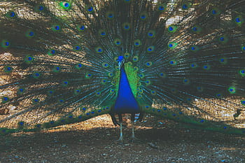 peacock bird, with wings, plumage, Peacock, bird, wings, nature, animal, animals, birds, natural