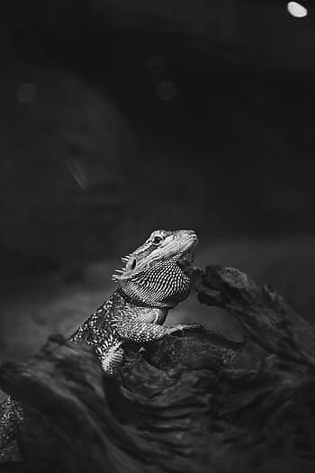 harmaasävyinen valokuvaus, parrakas, lohikäärme, eläimet, lemmikki-, lisko, iguana, mustavalkoinen, runko, puu, pehmennys