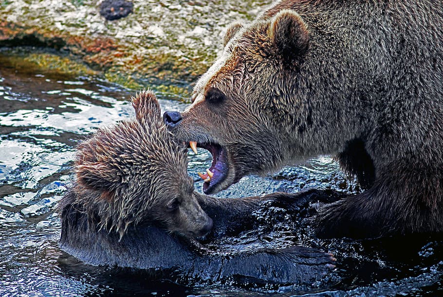 水、 動物、 荒野、 熊、 ウルサスarctos