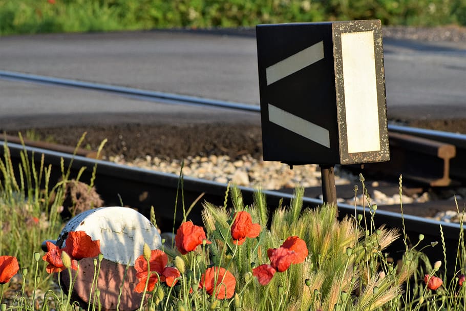 red poppys, near railway, buffler, evening, sunset, bloom, golden hour, flower, spring, unfocused, nature