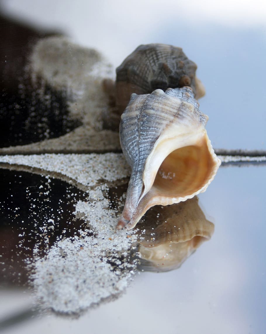 snail, housing, maritime, sand, beach, timeless, slow decoration, mirrored