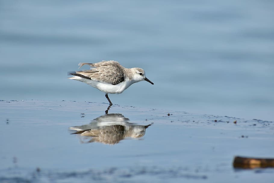 animale, mare, spiaggia, uccello, Uccelli selvaggi, il dipartimento di, account Manager, allungare, acqua, specchio, riflessione