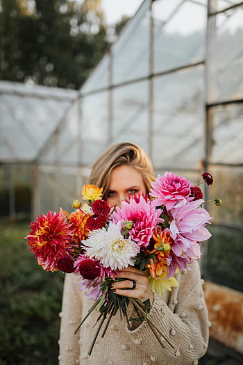 Dalia, dalias, flores, colorido, pétalos, floración, flor, plantas, florista, floral, hermosa