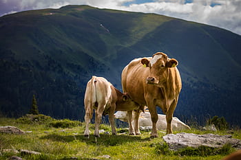 vaca, bezerro, pasto, gado, natureza, bonitinho, montanha, amamentação, prado, animais, mamíferos