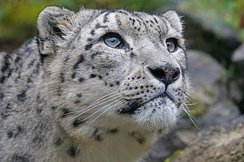 detailní, foto fotografie, Gepard, levhart sněžný, irbis, dravec, panthera uncia, velká kočka, skvrny, ušlechtilý, živočišného světa