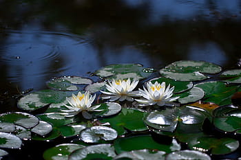 Lotus-Malerei, Wasserlilien, Teich, Lotus, Wasserpflanzen, weiße Blume, Teichpflanzen, Wildblume
