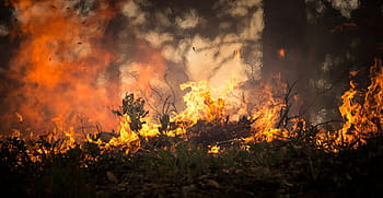 forest being burned, forest fire, wildfire, blaze, smoke, trees, heat, burning, hot, danger, wood