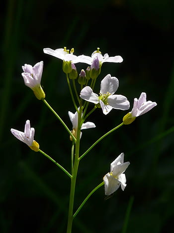 spidst, gøgblomst, spids blomst, kort amines pratensis, blomstrende plante, Cardamine, kort aminer, cruciferous plante, Brassicaceae, lyserød, blomst