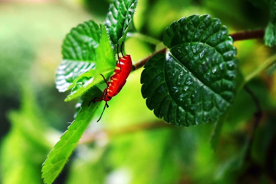 insetto frondoso, insetto rosso, ramo di un albero, bug rosso, le foglie, foglia, natura, estate, verde, albero, ramo
