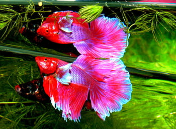 růžové ryby, betta splendens, siam bojovník, Ryba, tropický, akvárium, zlaté ryby, siamská bojová ryba, gourami, zvíře, pod vodou