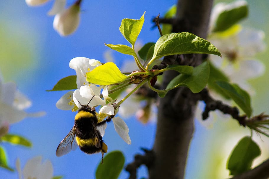 bumble, bee, white, petaled flower, bumble bee, insect, nature, bumblebee, flower, honey, pollen