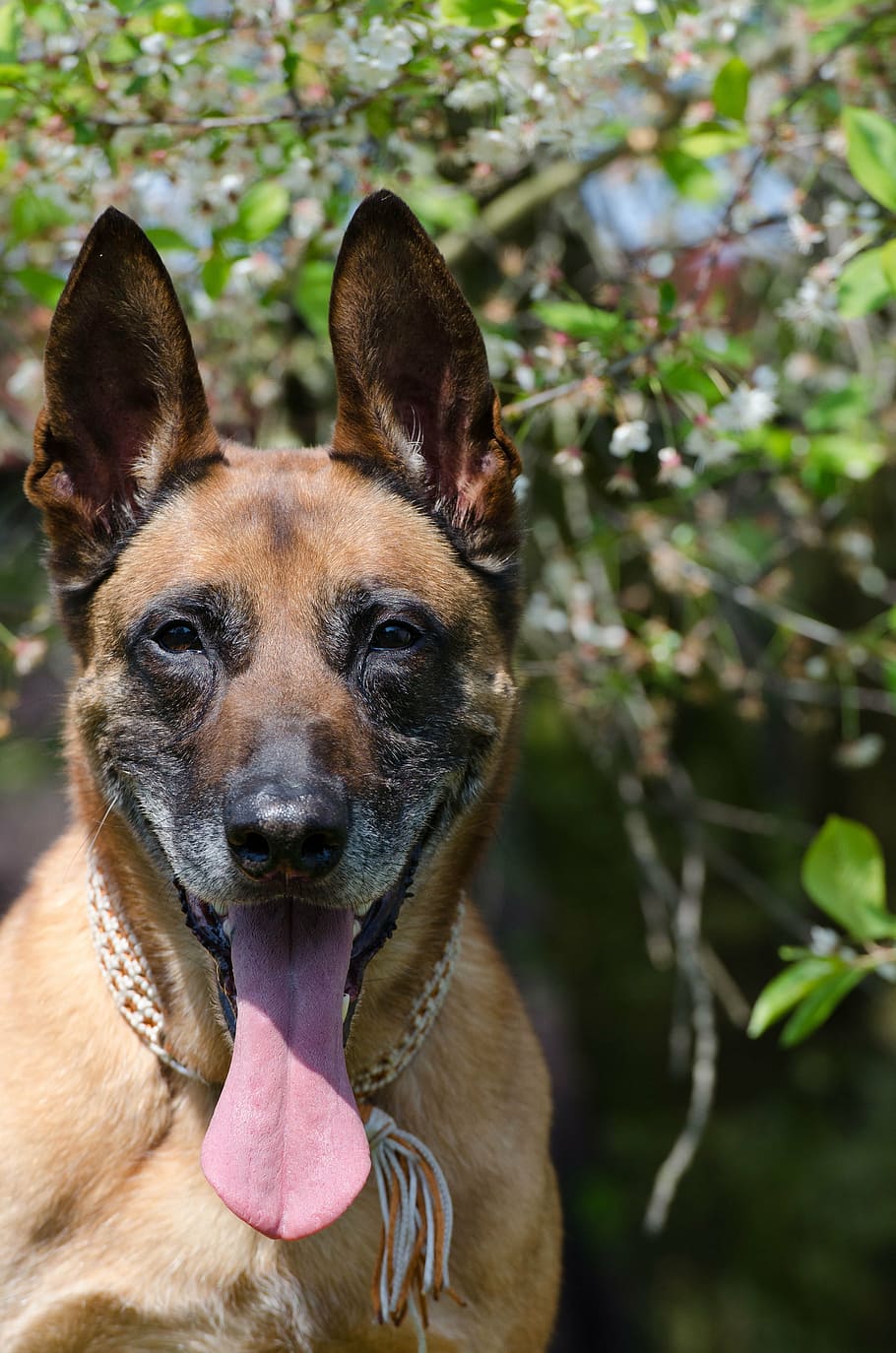 malinois, schäfer pes, jaro, Pes, domácí mazlíčci, zvíře, čistokrevný pes, psí, venku, savec