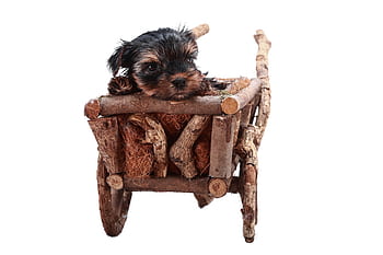 yorkie, animals, sweet, puppy, the eyes, portrait, beautiful, a little, young, terrier, york