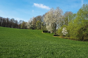 landschap, veld-, natuur, landbouw, de lente, weide, wolken, hemel, rust uit, idylle, hof