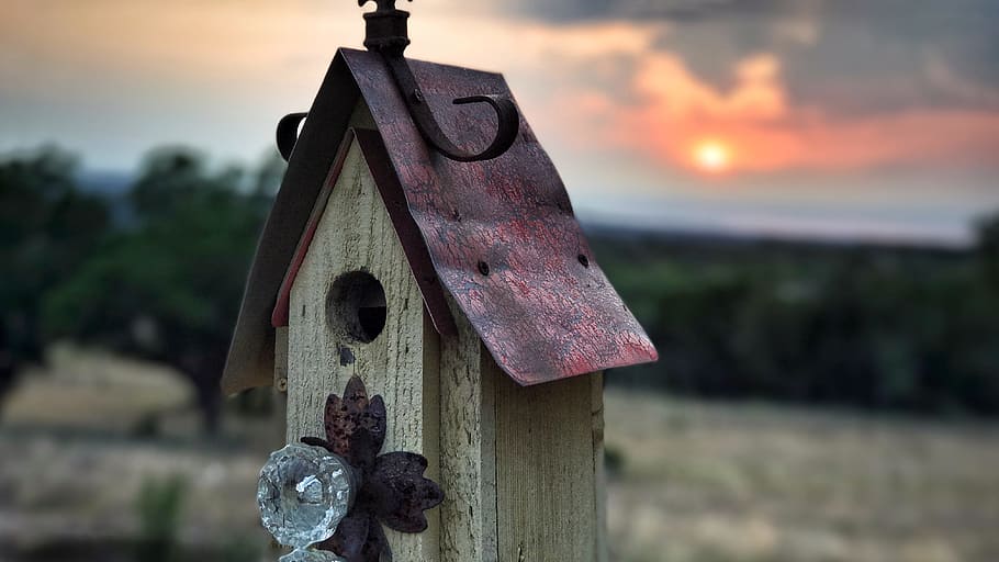 Bird House, Birdhouse, Nature, Sunset, sun, bird, barnswallow, nest, spring, home, house