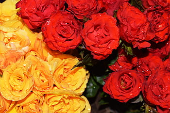 roses, water, droplets, flowers, bouquet, bloom, blossom, fresh, wet, natural, organic