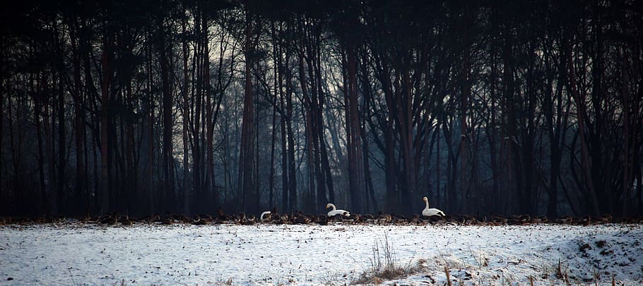 wild geese, swans, whooper swan, flock of birds, winter, snow, migratory birds, swarm, geese, birds, wild goose